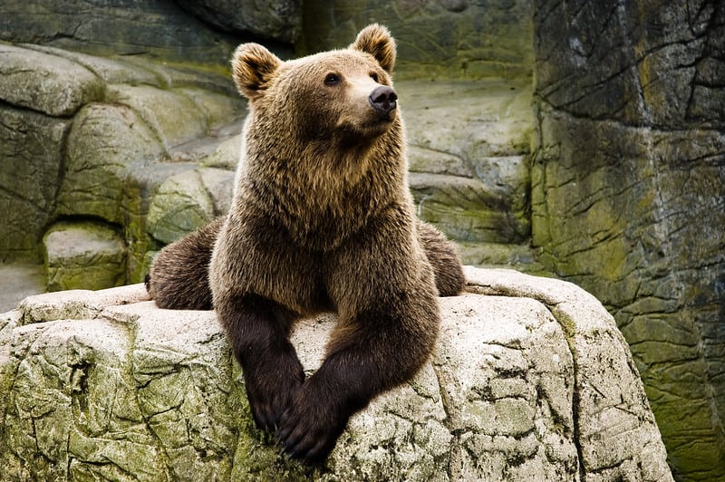 A photo of a bear at the Copenhagen Zoo | The Best 7 Family Attractions in Copenhagen | Amitylux Tours | Scandinavian Guided Tours | VIP & Luxury Experiences in the Nordics
