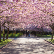 A photo of blossomed trees at Bispebjerg Kirkegård | Copenhagen In Spring: The Best 5 Outdoor Activities | Amitylux Tours | Scandinavian Guided Tours | VIP & Luxury Experiences in the Nordics
