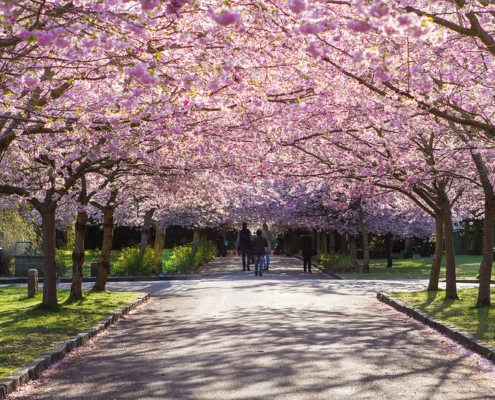 A photo of blossomed trees at Bispebjerg Kirkegård | Copenhagen In Spring: The Best 5 Outdoor Activities | Amitylux Tours | Guided Tours | VIP & Luxury Experiences