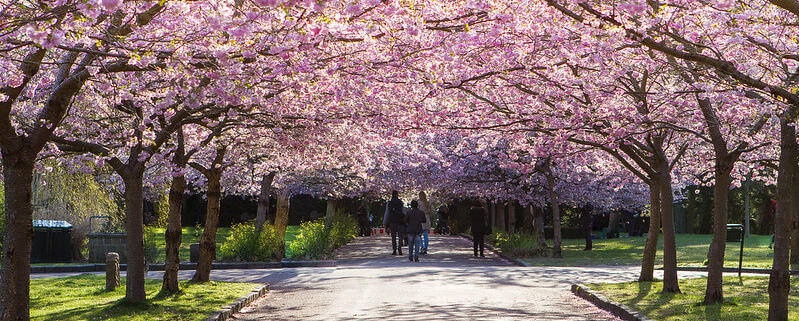 A photo of blossomed trees at Bispebjerg Kirkegård | Copenhagen In Spring: The Best 5 Outdoor Activities | Amitylux Tours | Scandinavian Guided Tours | VIP & Luxury Experiences in the Nordics
