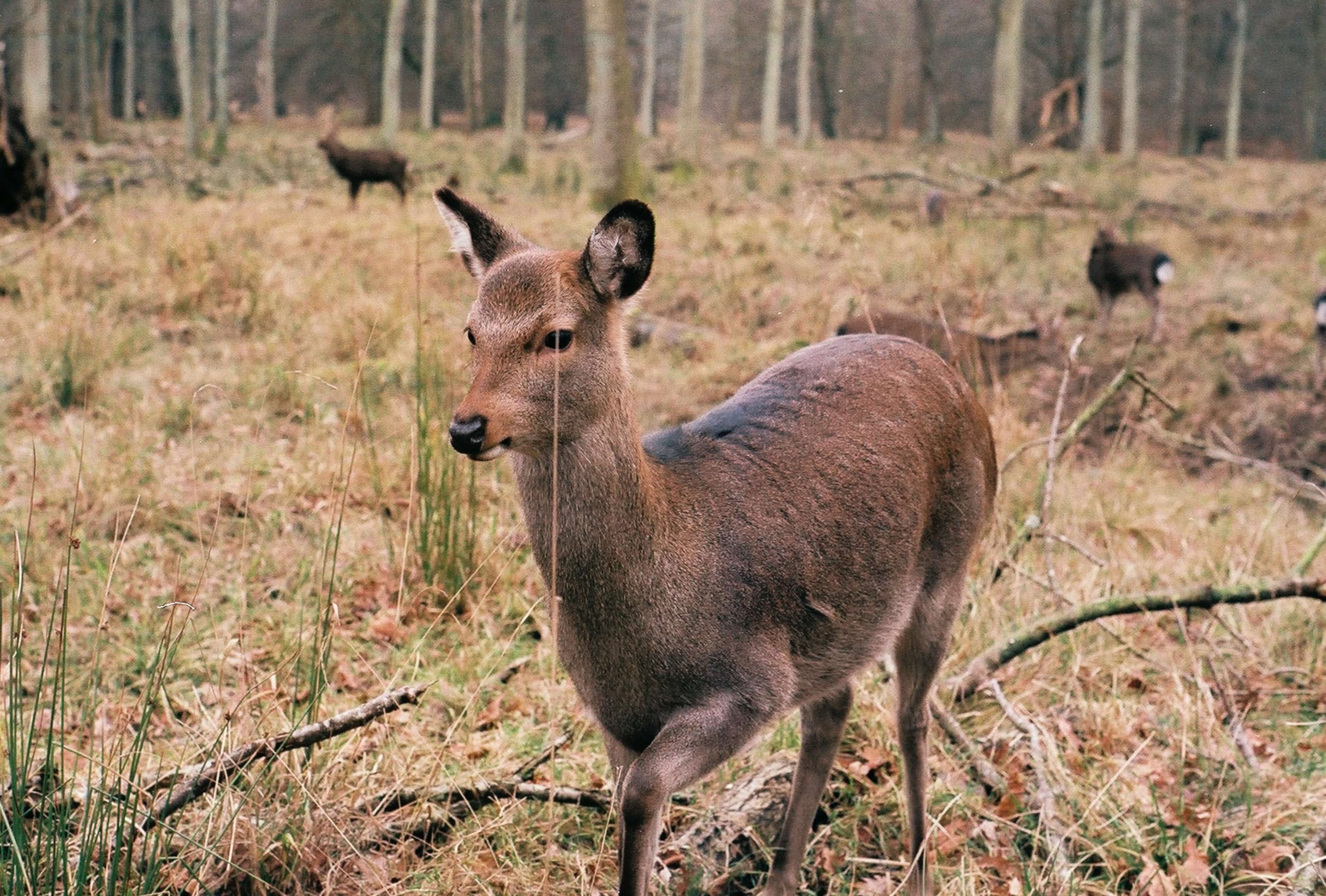 A photo of a deer at Dyrehaven | Copenhagen In Spring: The Best 5 Outdoor Activities | Amitylux Tours | Scandinavian Guided Tours | VIP & Luxury Experiences in the Nordics