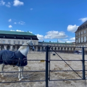 A photo of a royal horse at the Royal Stables in Copenhagen during a cloudy day | What to See in Copenhagen: The Spectacular Royal Stables | Amitylux Tours | Guided City Tours | VIP & Luxury Experiences