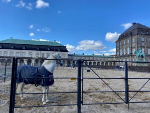 A photo of a royal horse at the Royal Stables in Copenhagen during a cloudy day | What to See in Copenhagen: The Spectacular Royal Stables | Amitylux Tours | Guided City Tours | VIP & Luxury Experiences