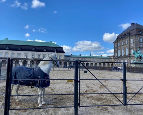 A photo of a royal horse at the Royal Stables in Copenhagen during a cloudy day | What to See in Copenhagen: The Spectacular Royal Stables | Amitylux Tours | Guided City Tours | VIP & Luxury Experiences