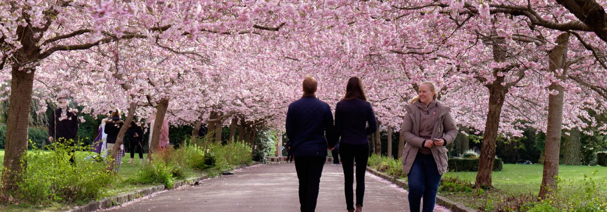 Bispebjerg Cemetery | Cherry Blossoms In Copenhagen