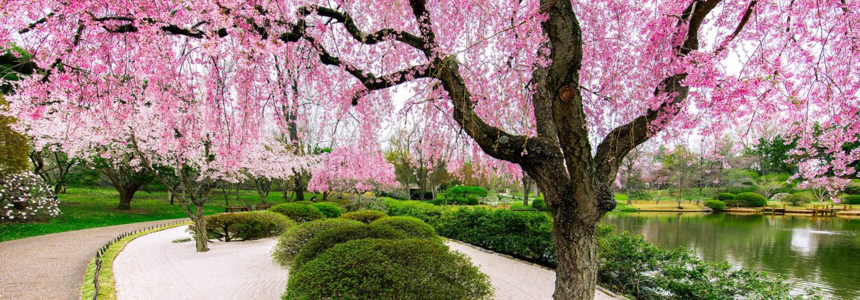 Tivoli Gardens | Cherry Blossoms In Copenhagen