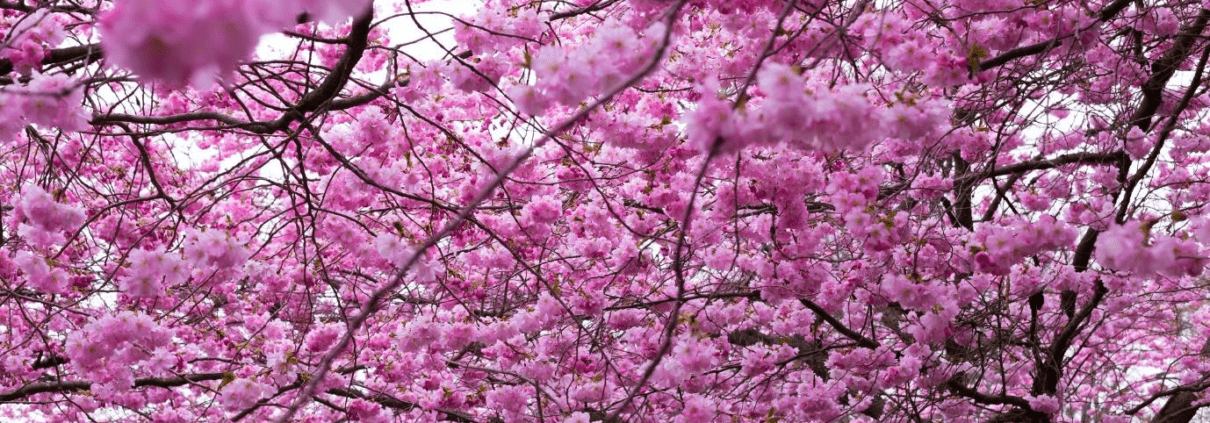 Botanical Garden | Cherry Blossoms In Copenhagen