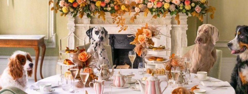 Tea in London. The best sports for tea in London in the summertime. Photo shared by Brown's Hotel on May 18, 2024. An image of dogs having tea around a set table at the Brown's Hotel in London.