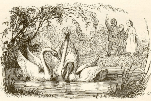 illustration of the ugly duckling