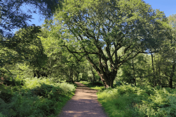Epping Forest Trails