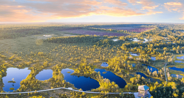 Estonian landscape of a bog park