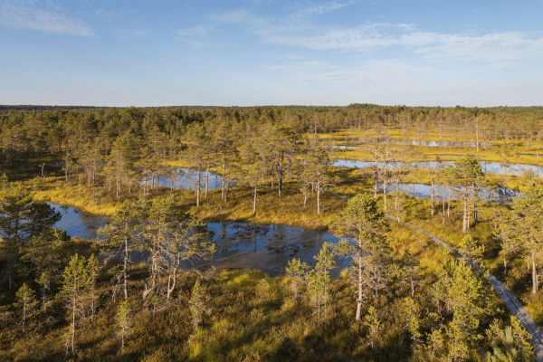 landscape of Lahemaa national park