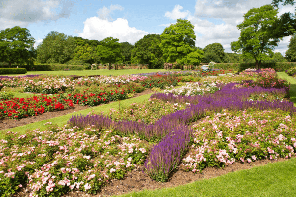 colorful flower gardens in Valbyparken in Copenhagen