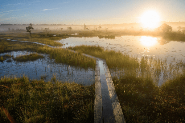 landscape of Soomaa national park in Estonia