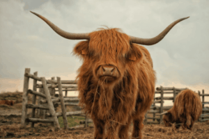 two brown yaks from Scotland