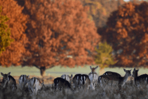 deers in Richmond Park