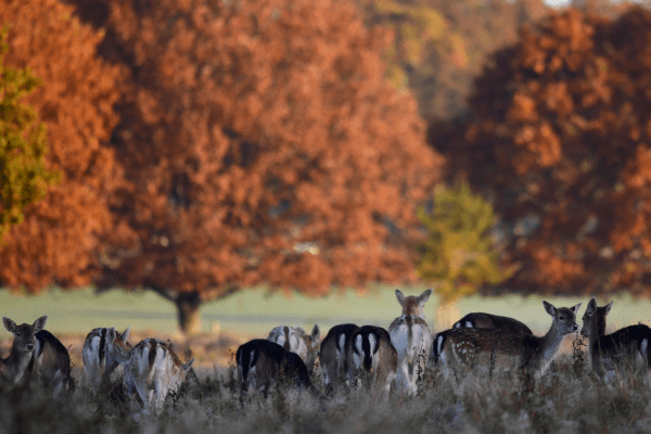 deers in Richmond Park