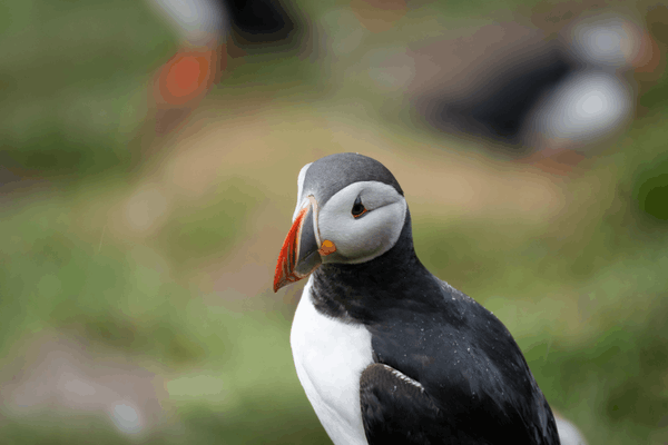 puffins in iceland