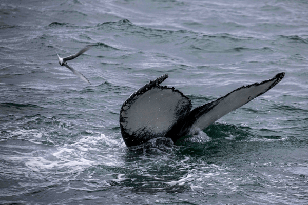 Whale Watching