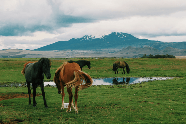Hekla