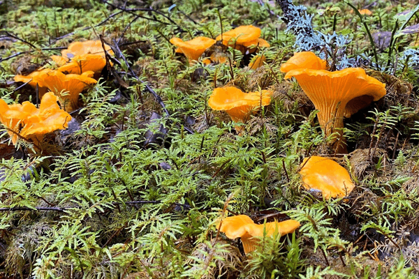 Wild Mushrooms – Chanterelles and the Forest Harvest