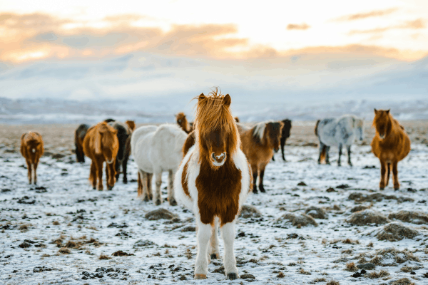 winter in iceland