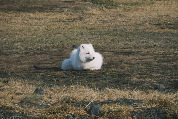 Arctic fox in iceland