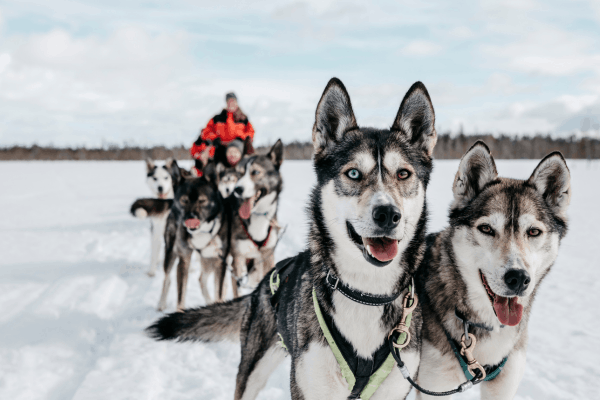 Husky Safaris