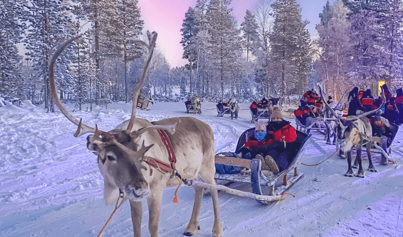 Reindeer Sleigh Rides