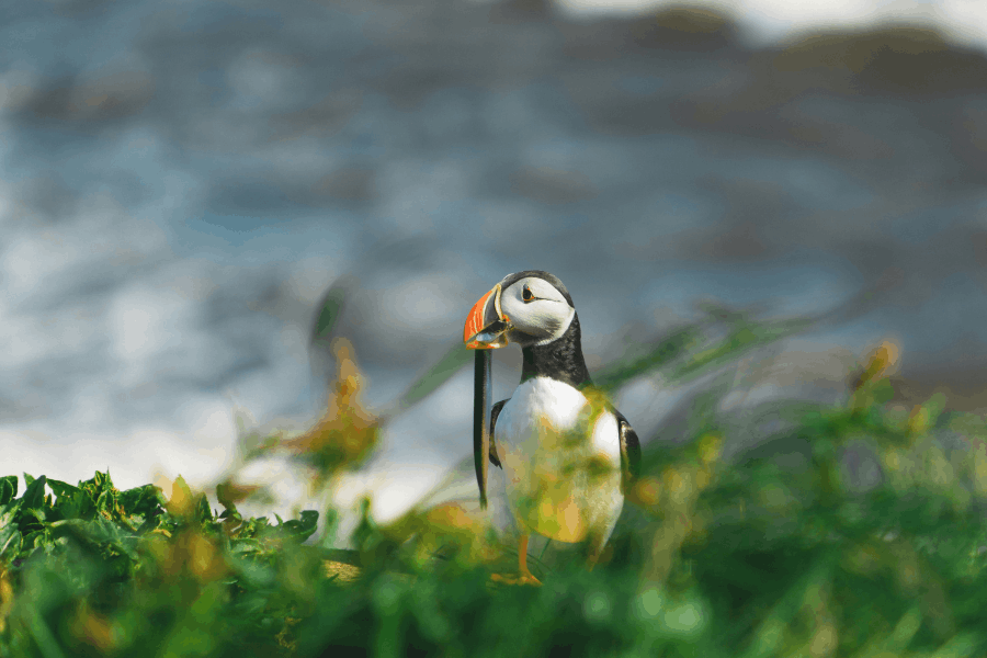 Puffin Watching at Dyrhólaey