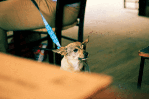 dog-friendly restaurants in Edinburgh