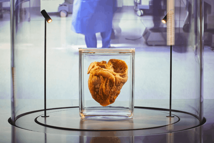 The Hunterian Museum