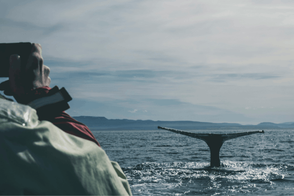 Whale Watching from the Old Harbour