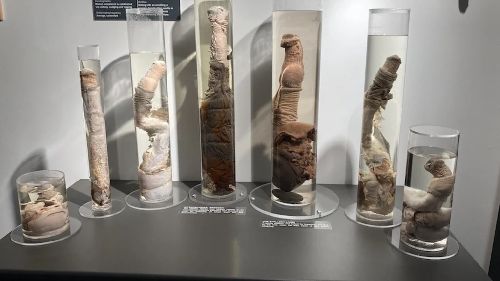 Icelandic Phallological Museum