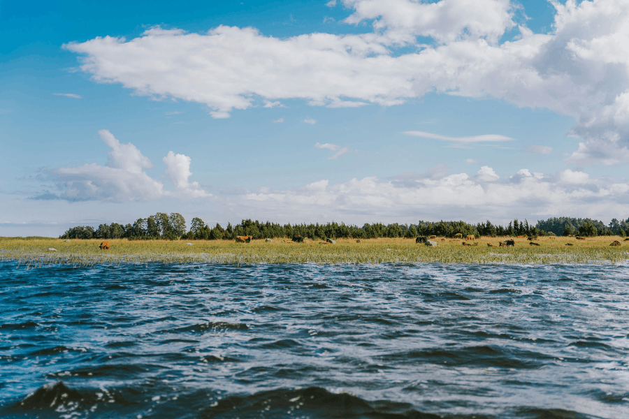 summer in estonia